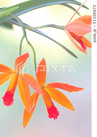 カトレア　オレンジナゲット‘Orange Queen’（花は終わりました） カトレア 花 植物 オレンジ色の写真素材 - PIXTA