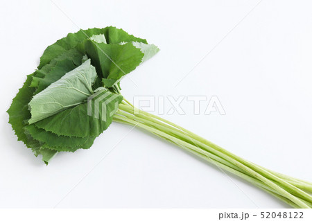 伽羅蕗の写真素材