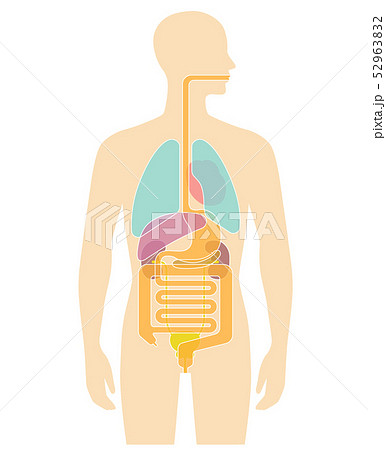 肝臓の写真素材