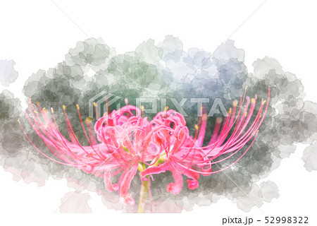 彼岸花 花 綺麗 美しいのイラスト素材