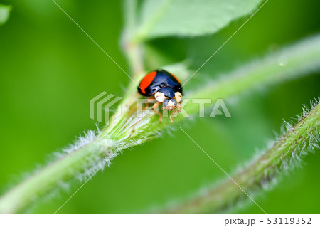 二星テントウ虫 昆虫の写真素材