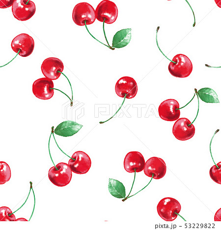 桜桃 佐藤錦 さくらんぼ 果物のイラスト素材
