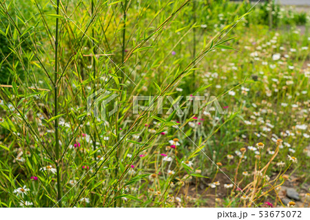 篠笹の写真素材