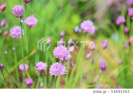 アサツキ ネギ属 ピンク色 ユリ科の写真素材