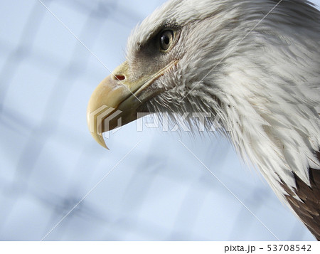 顔 鷲 猛禽類 白頭鷲の写真素材