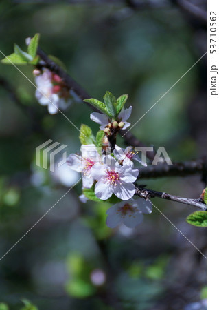盆栽 桜桃 ユスラウメ 梅桃の写真素材
