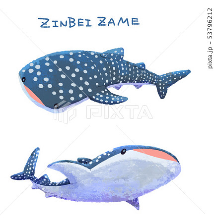 ジンベイザメ 魚 動物 泳ぐのイラスト素材