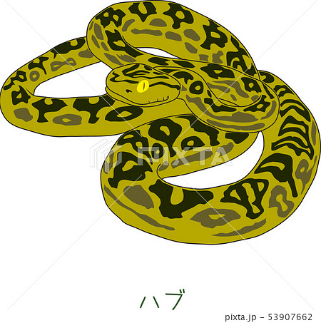へび 蛇 ヘビ ハブのイラスト素材 Pixta