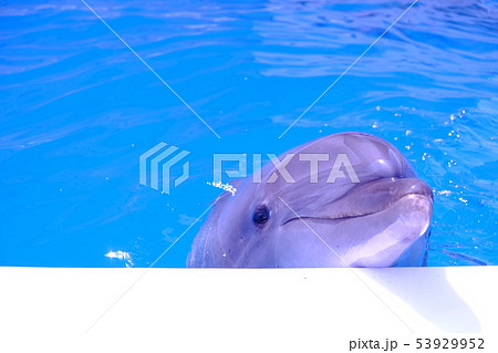 正面イルカの写真素材