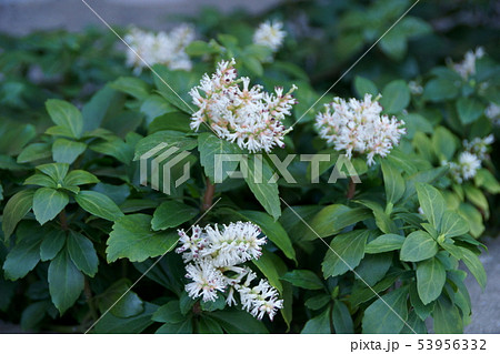 フッキソウの花の写真素材