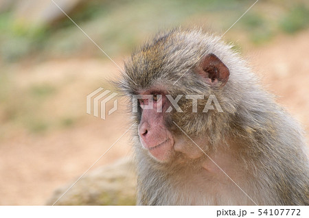 動物 ニホンザル サル 横顔 哺乳類 日本猿 猿 顔の写真素材