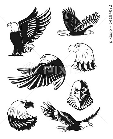 モノクロ 白黒 タカ 鷹の写真素材