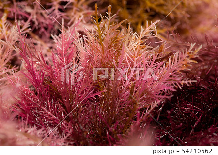 てんぐさ テングサ 天草 海藻の写真素材