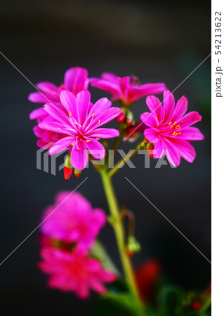 イワハナビ 植物 花の写真素材