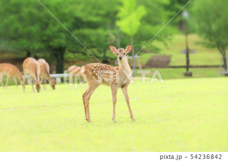 小鹿の写真素材