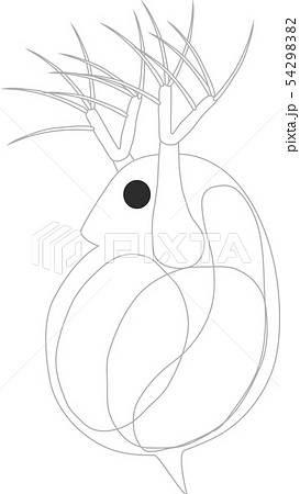 ミジンコ プランクトン 微生物 かわいいのイラスト素材