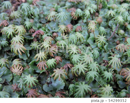 ゼニゴケ目の写真素材