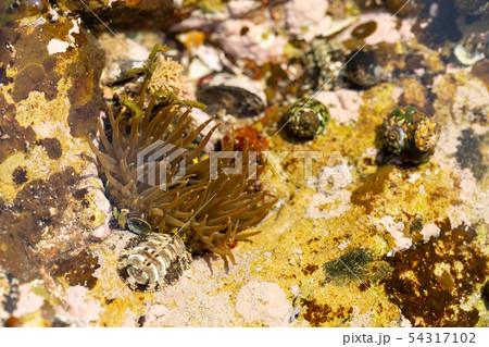 緑磯巾着の写真素材