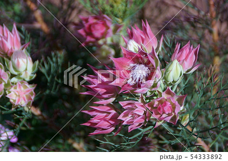 ジョーイセルリア セルリア 花 フラワーの写真素材