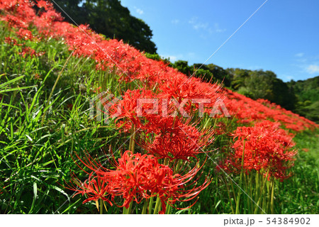 あんじゅしゃげの写真素材