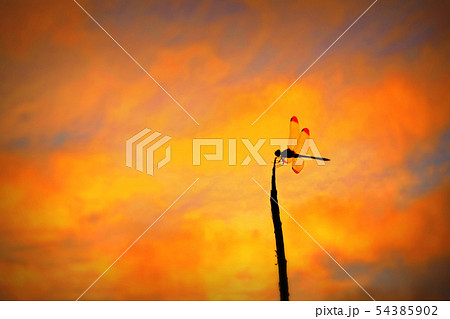 夕焼け空 赤とんぼの写真素材 - PIXTA