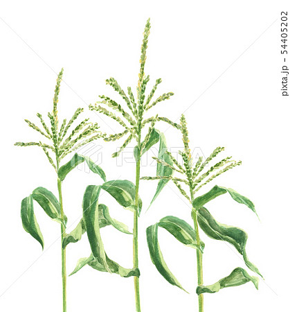 トウモロコシの雄花の写真素材