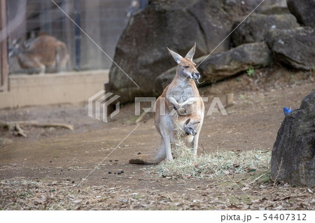 アカカンガルー カンガルー 子供 かわいいの写真素材