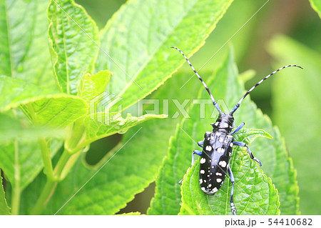 アジサイ 食べる 虫 昆虫の写真素材