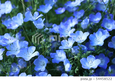 瑠璃唐草 ネモフィラ ベビーブルーアイズ 花の写真素材