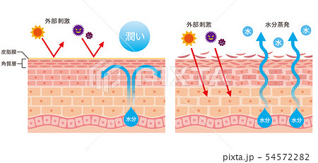 皮膚構造のイラスト素材