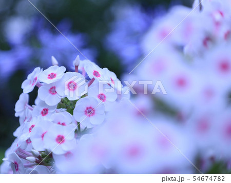 花 植物 おいらん草の写真素材