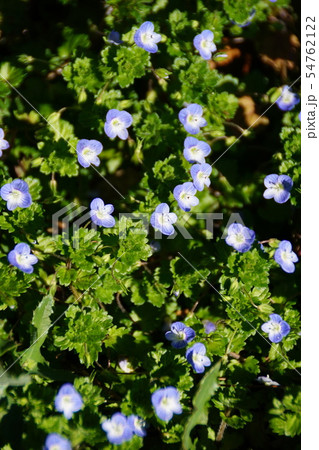 花 蕾 オオイヌノフグリ 星の瞳の写真素材