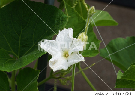 ウリ科 花の写真素材