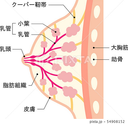 断面図 女性 胸 組織のイラスト素材