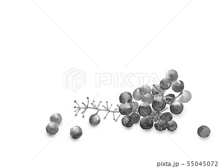 ぶどう ブドウ 葡萄 モノクロのイラスト素材