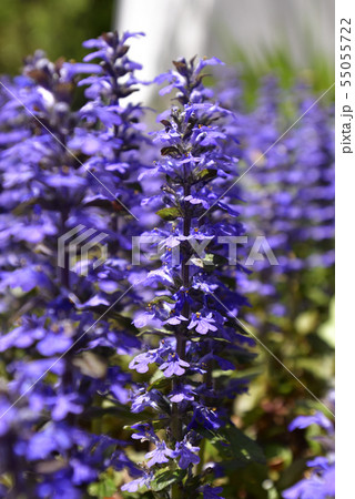 花 十二単 野草 春の花の写真素材
