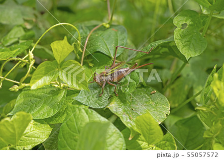 ヒガシキリギリスの写真素材