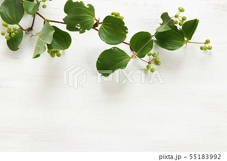 山帰来の写真素材