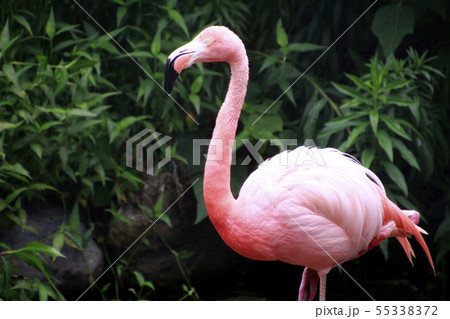 フラミンゴ 全身 ピンク 鳥の写真素材