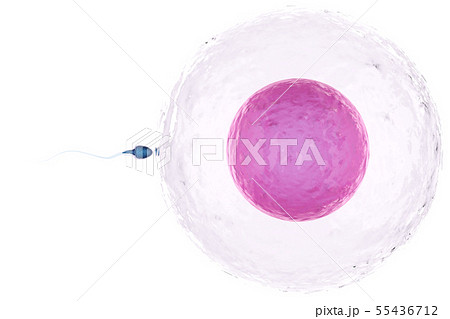 卵子のイラスト素材