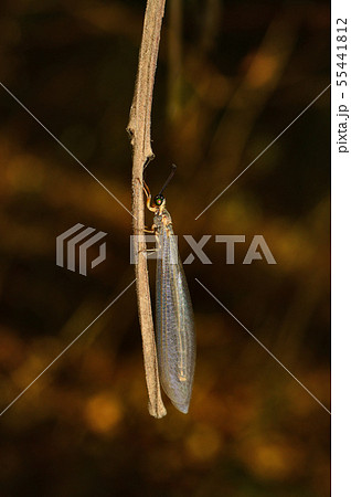 薄羽蜉蝣 幼虫 カゲロウの写真素材