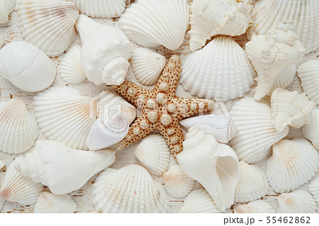貝殻 貝 ヒトデ 夏イメージの写真素材