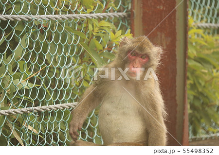 猿のお尻の写真素材