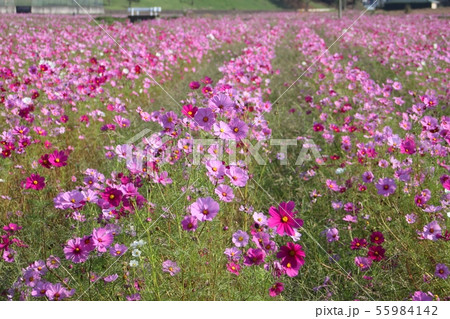 コスモス コスモス畑 希望ヶ丘公園 小美玉市の写真素材