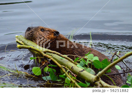 Beavers for Water Quality — Beaver Craftworks