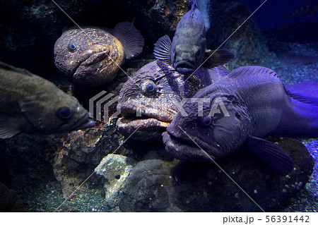 オオカミウオ 狼魚 オオカミ魚 おおかみうおの写真素材