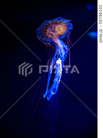 クラゲ 幻想的 きれい リラックスの写真素材