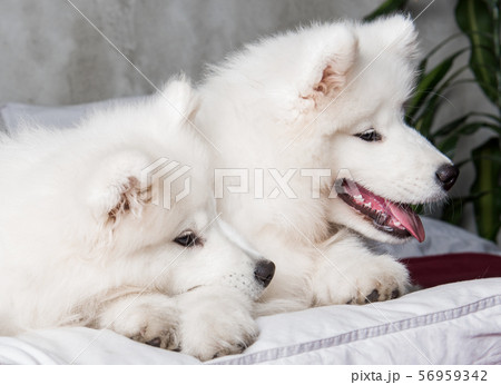 サモエド 子犬の写真素材