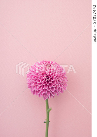 ピンポン菊の写真素材