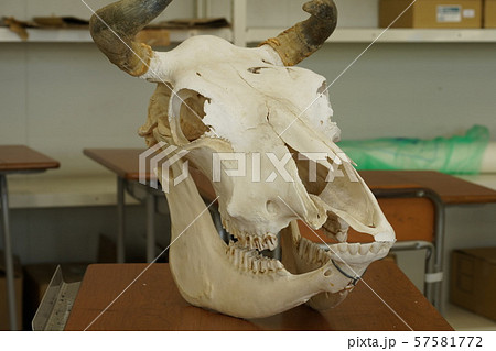 牛頭骨の写真素材 - PIXTA